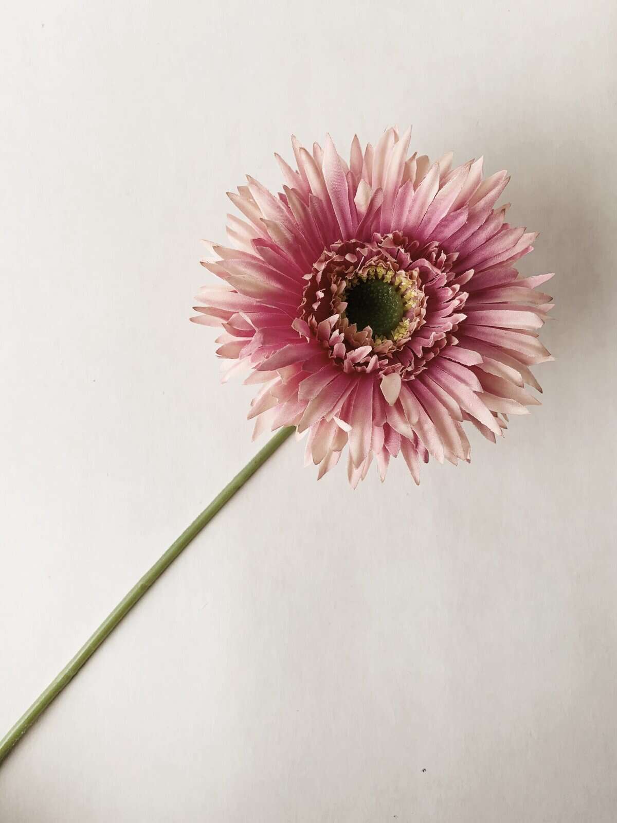Gerbera 44 cm støvet rosa