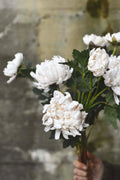 Krysantemum 70 cm