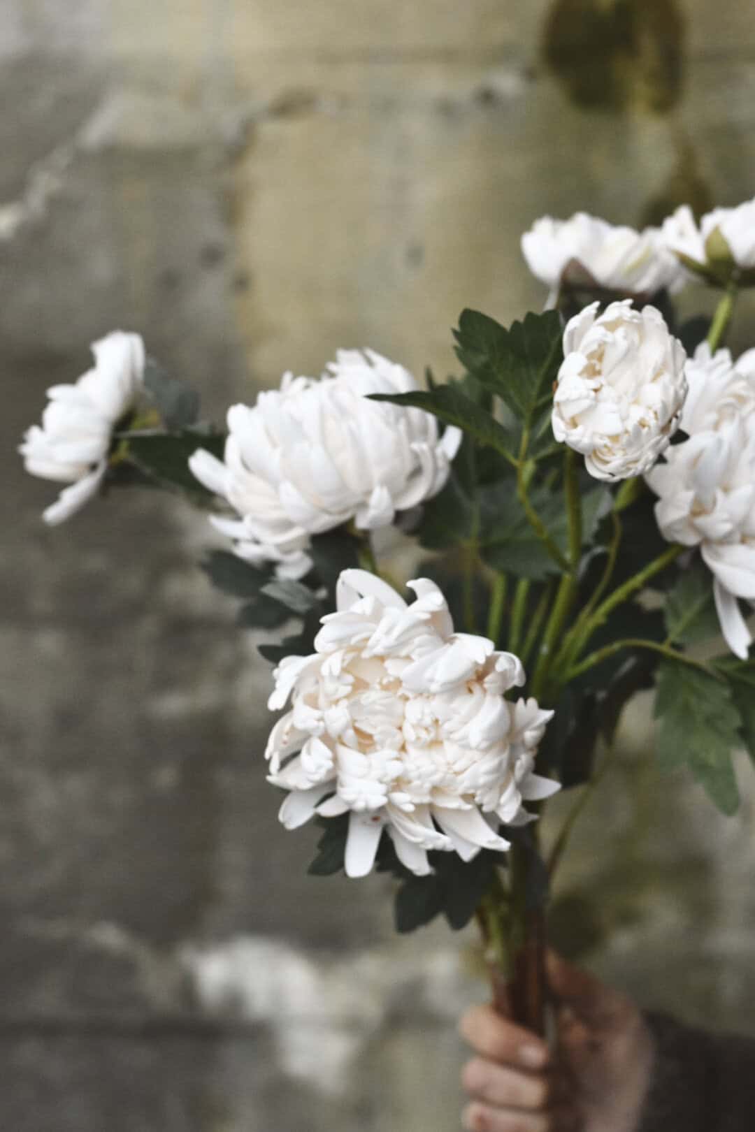 Krysantemum 70 cm